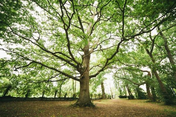 Atelier boussole : arpenter des forêts d'informations sur les arbres